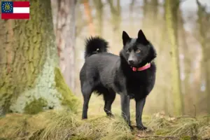Read more about the article Schipperke breeders and puppies in Georgia