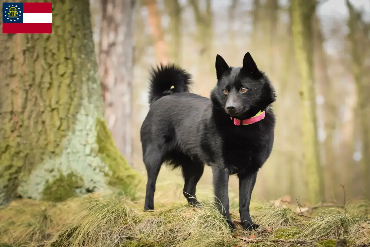 Schipperke puppies and breeders Georgia Here you can find Schipperkes breeders in Georgia.