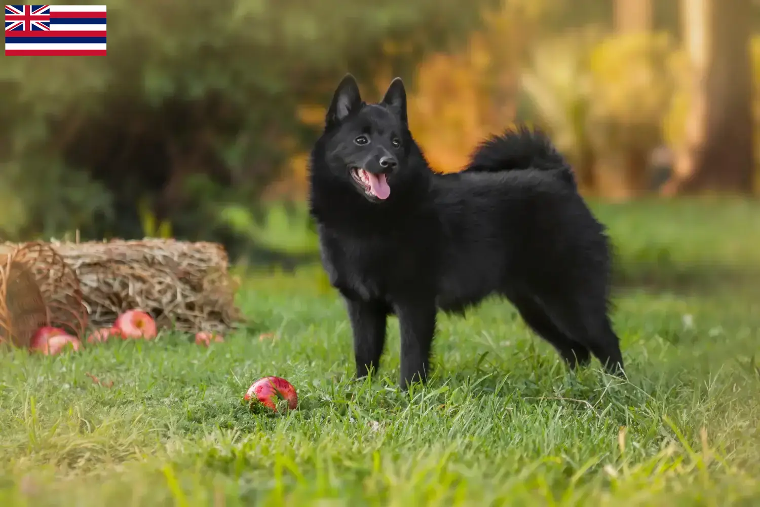 Schipperke puppies and breeders Hawaii Here you can find Schipperkes breeders in Hawaii.
