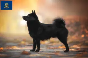 Read more about the article Schipperke breeders and puppies in Idaho