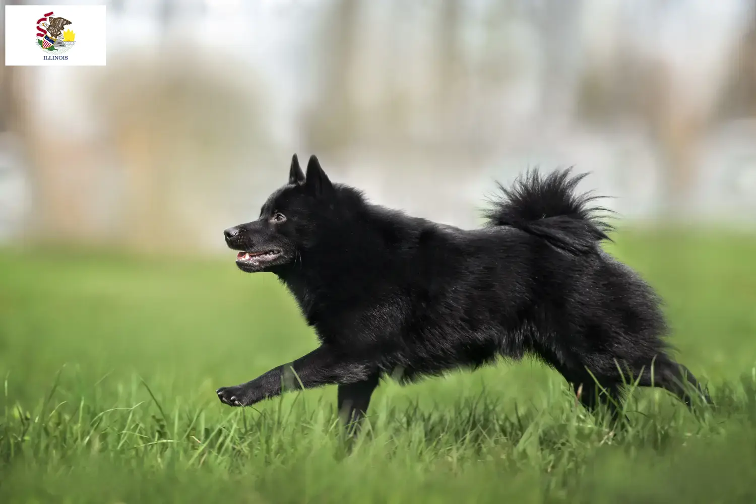 Read more about the article Schipperke breeders and puppies in Illinois