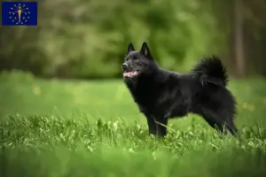 Read more about the article Schipperke breeders and puppies in Indiana