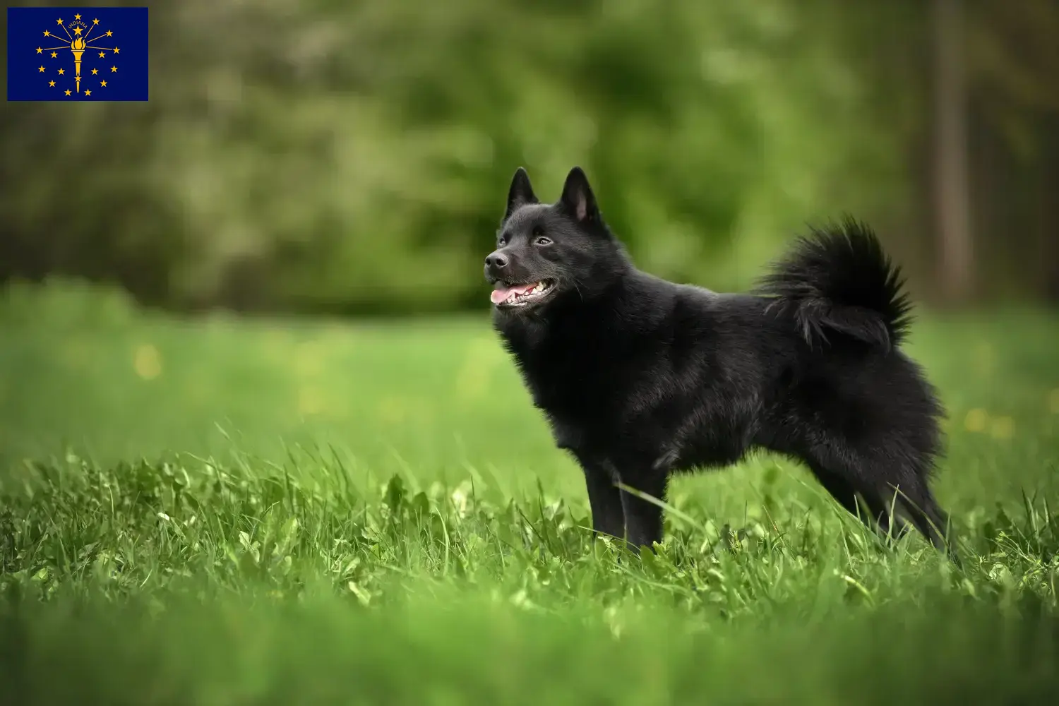 Read more about the article Schipperke breeders and puppies in Indiana