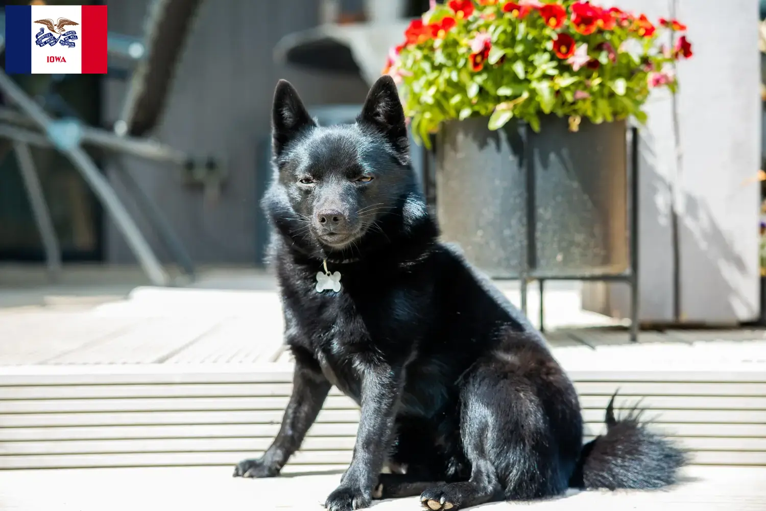 Read more about the article Schipperke breeders and puppies in Iowa