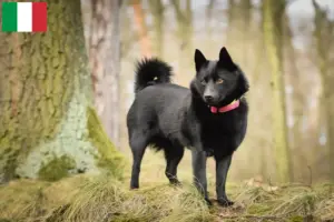 Read more about the article Schipperke breeders and puppies in Italy
