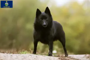 Read more about the article Schipperke breeders and puppies in Kansas