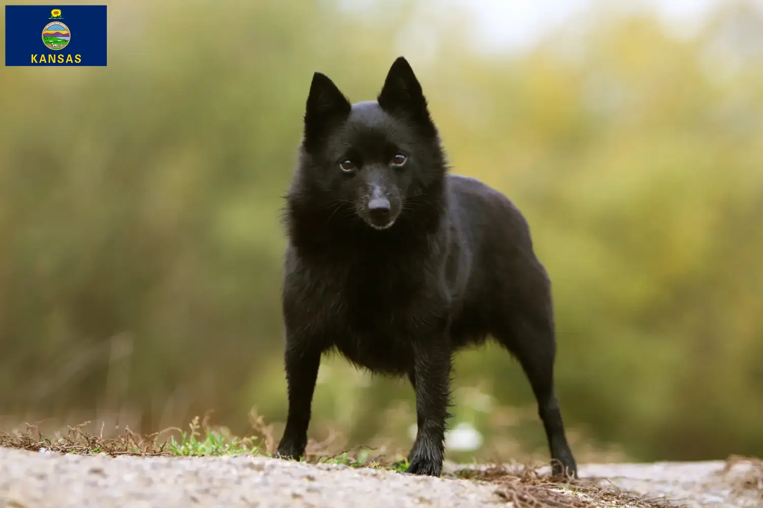 Read more about the article Schipperke breeders and puppies in Kansas