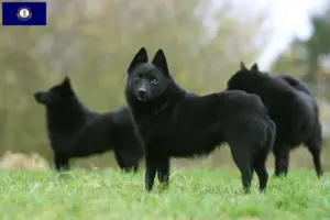Read more about the article Schipperke breeders and puppies in Kentucky