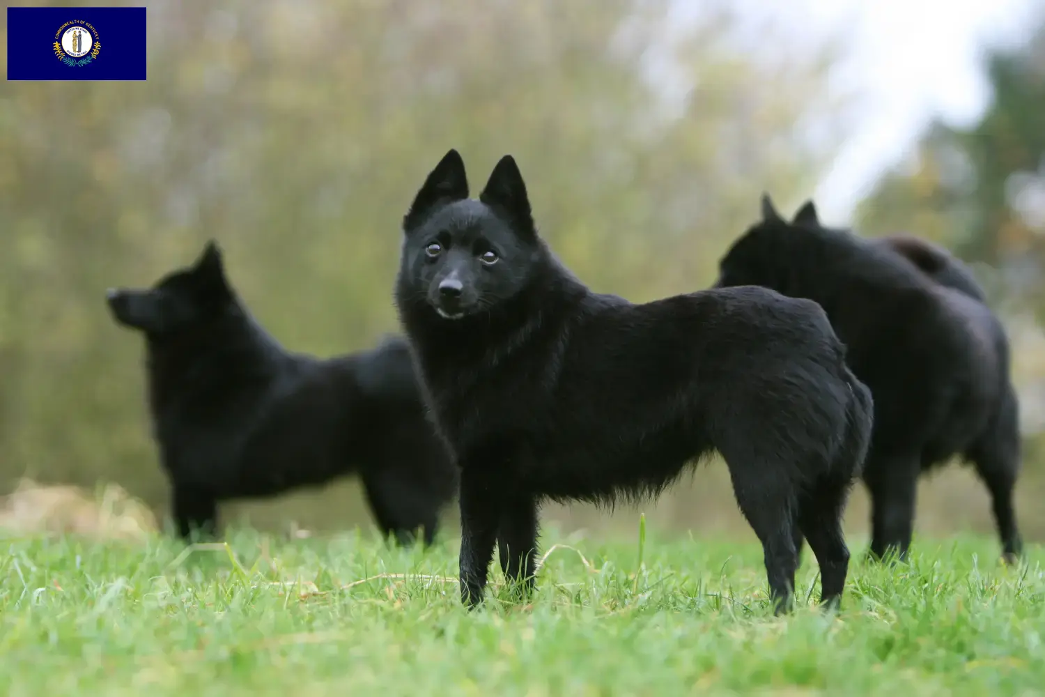 Read more about the article Schipperke breeders and puppies in Kentucky