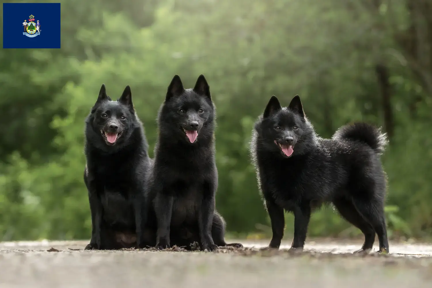 Read more about the article Schipperke breeders and puppies in Maine