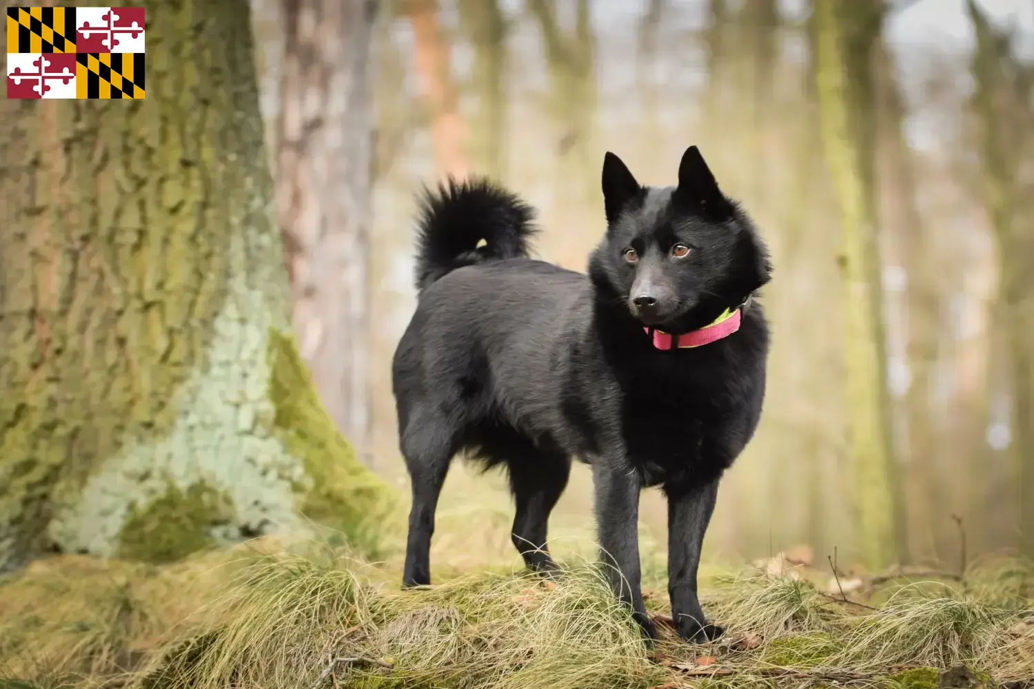 Read more about the article Schipperke breeders and puppies in Maryland