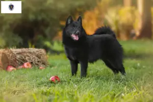 Read more about the article Schipperke breeders and puppies in Massachusetts