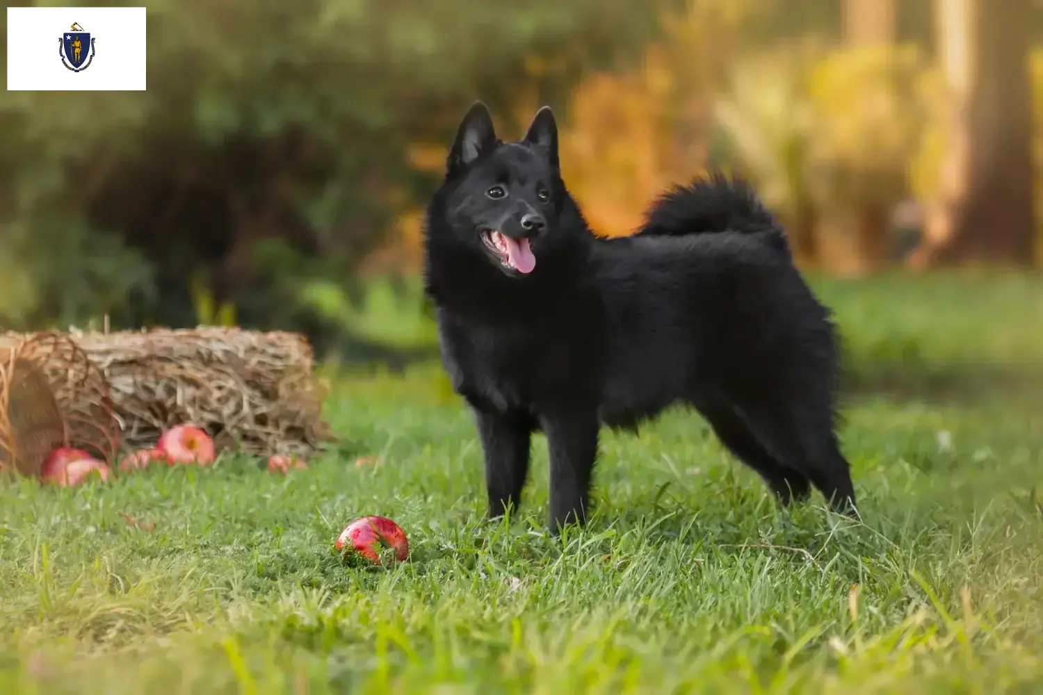 Read more about the article Schipperke breeders and puppies in Massachusetts