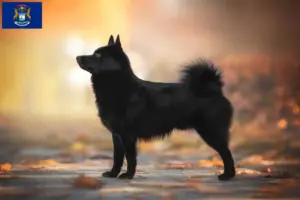 Read more about the article Schipperke breeders and puppies in Michigan