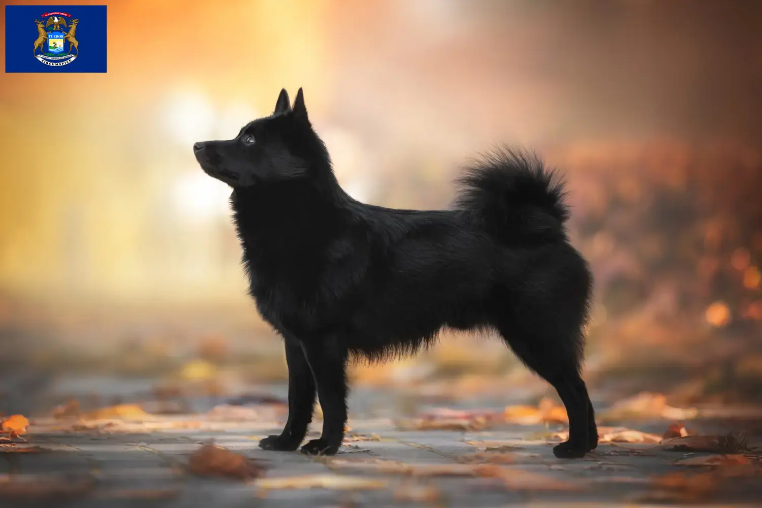Read more about the article Schipperke breeders and puppies in Michigan