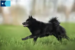 Read more about the article Schipperke breeders and puppies in Minnesota