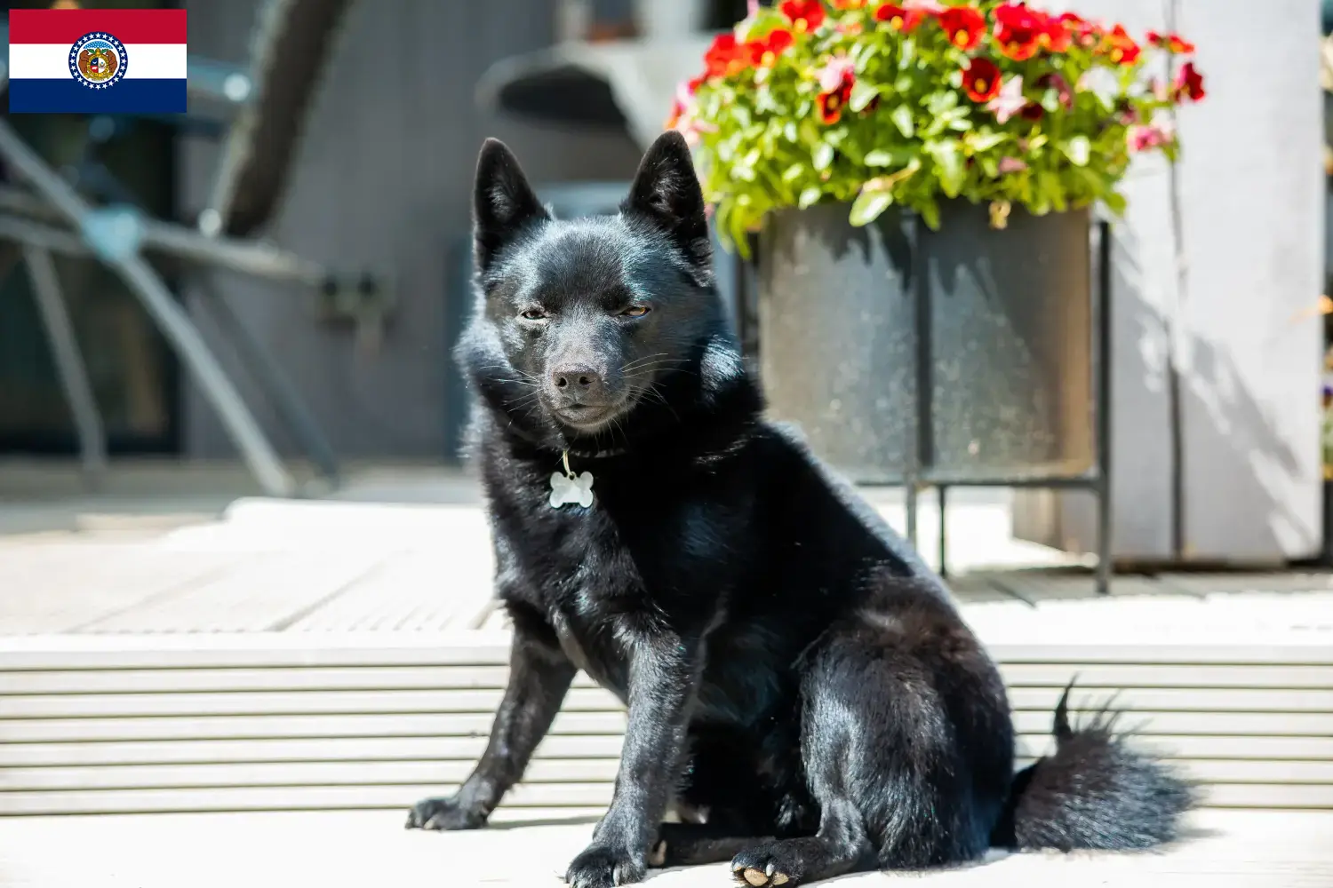Schipperke puppies and breeders Missouri Here you can find Schipperkes breeders in Missouri.