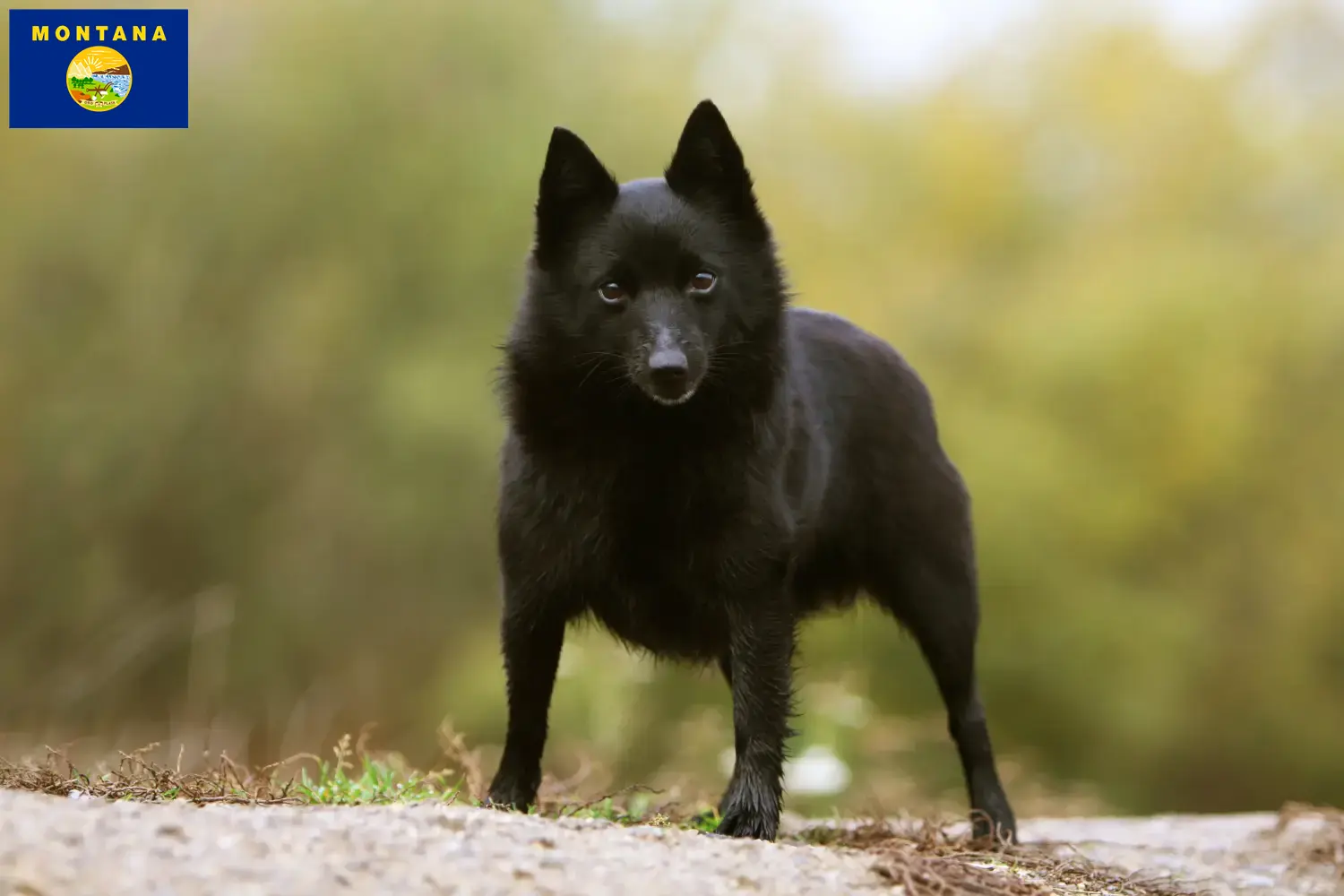 Schipperke puppies and breeder Montana Here you can find Schipperkes breeders in Montana.