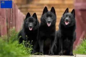 Read more about the article Schipperke breeders and puppies in Nevada