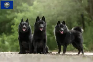 Read more about the article Schipperke breeders and puppies in New Hampshire