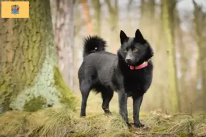 Read more about the article Schipperke breeders and puppies in New Jersey