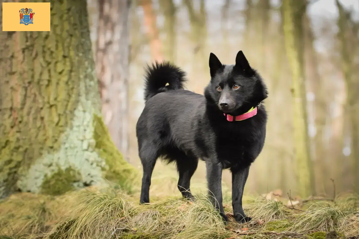 Schipperke puppies and breeders New Jersey Here you can find Schipperkes breeders in New Jersey.