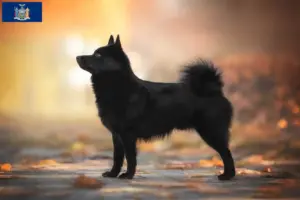 Read more about the article Schipperke breeders and puppies in New York