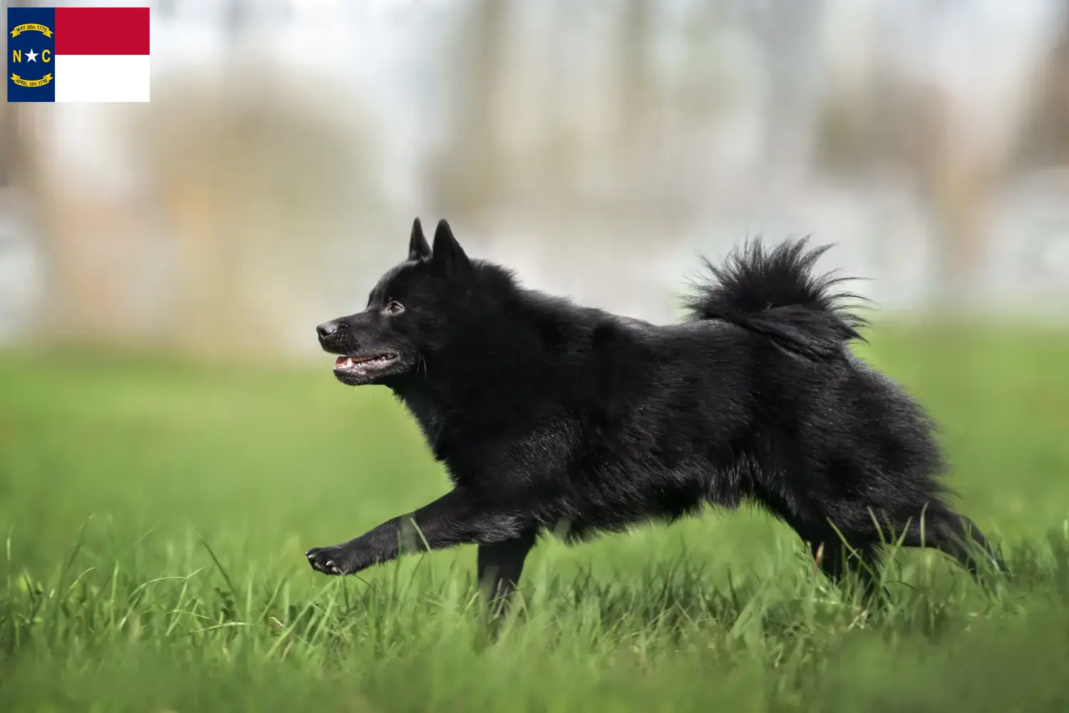 Schipperke puppies and breeders North Carolina Here you can find Schipperkes breeders in North Carolina.
