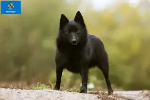 Read more about the article Schipperke breeders and puppies in Oklahoma