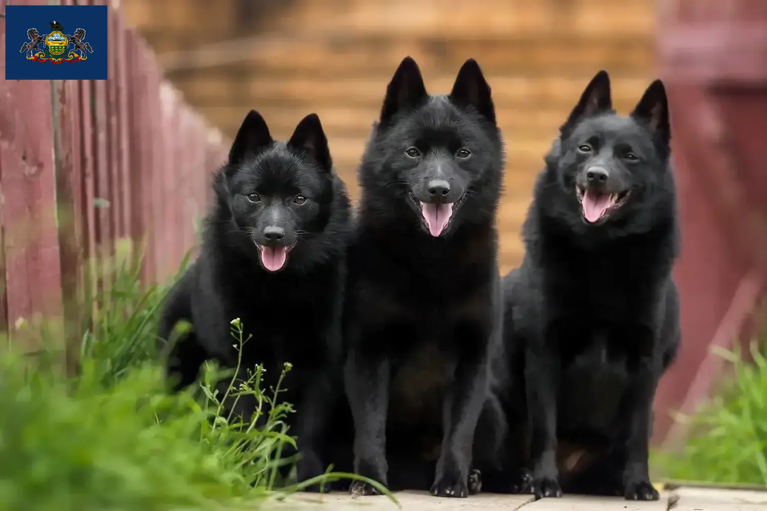 Schipperke puppies and breeders Pennsylvania Here you can find Schipperkes breeders in Pennsylvania.