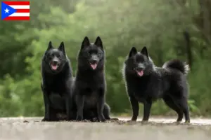 Read more about the article Schipperke breeders and puppies in Puerto Rico