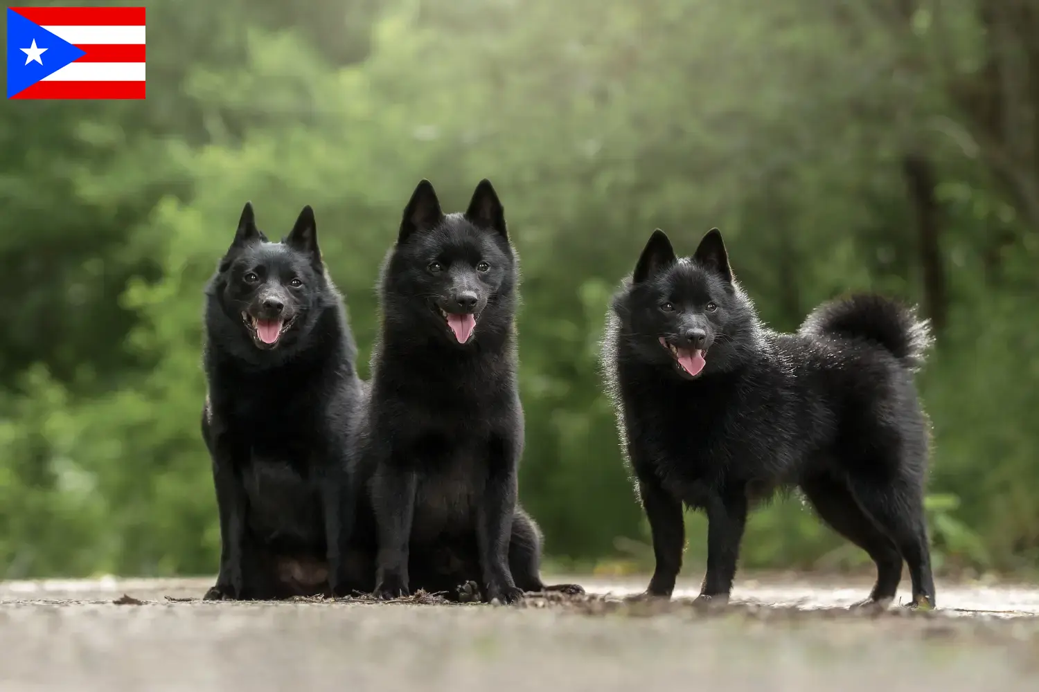 Schipperke puppies and breeders Puerto Rico Here you can find Schipperkes breeders in Puerto Rico.