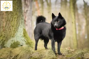 Read more about the article Schipperke breeders and puppies in Rhode Island