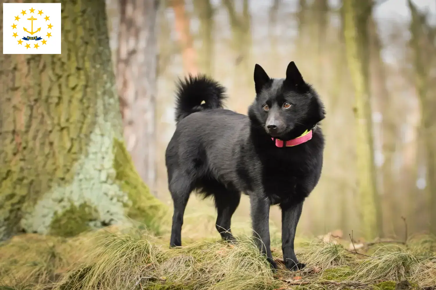 Schipperke puppies and breeders Rhode Island Here you can find Schipperkes breeders in Rhode Island.