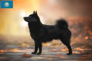 Read more about the article Schipperke breeders and puppies in South Dakota