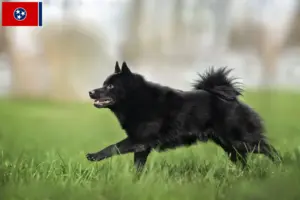 Read more about the article Schipperke breeders and puppies in Tennessee