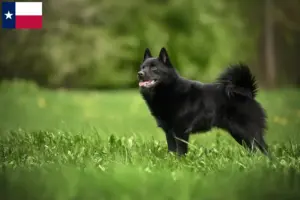 Read more about the article Schipperke breeders and puppies in Texas