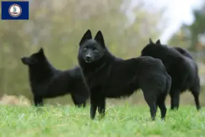 Read more about the article Schipperke breeders and puppies in Virginia