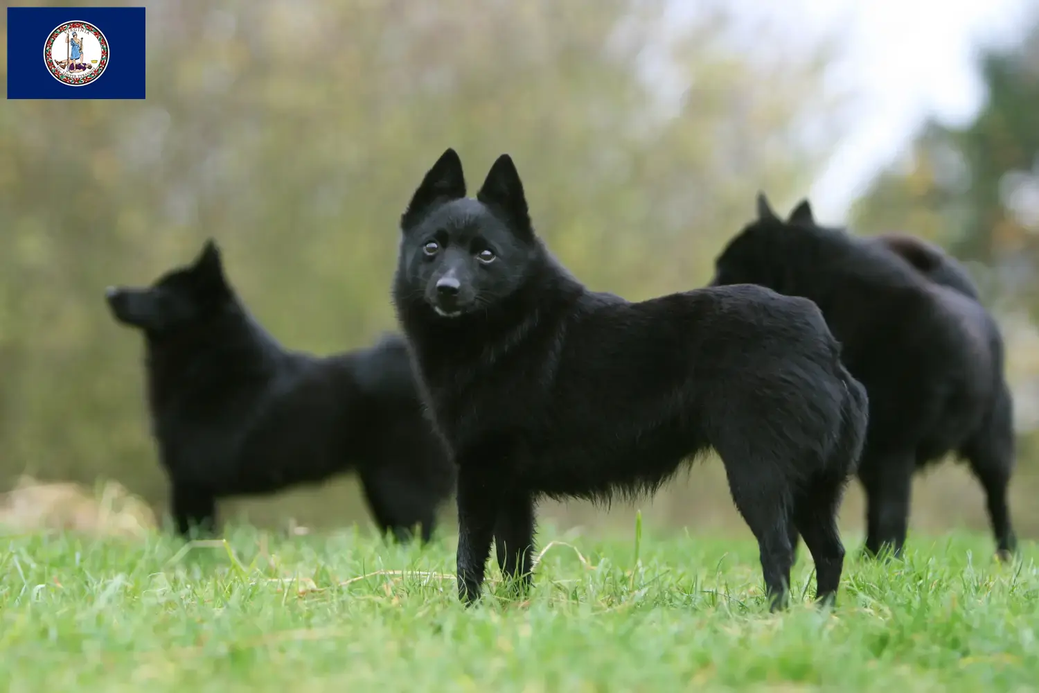 Schipperke puppies and breeder Virginia Here you can find Schipperkes breeders in Virginia.
