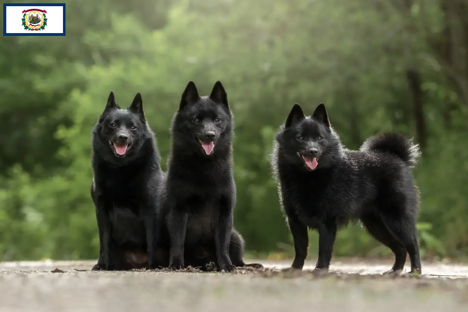 Schipperke puppies and breeders West Virginia Here you can find Schipperkes breeders in West Virginia.