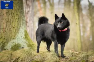 Read more about the article Schipperke breeders and puppies in Wisconsin