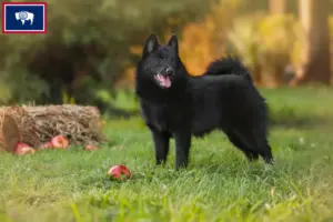 Read more about the article Schipperke breeders and puppies in Wyoming