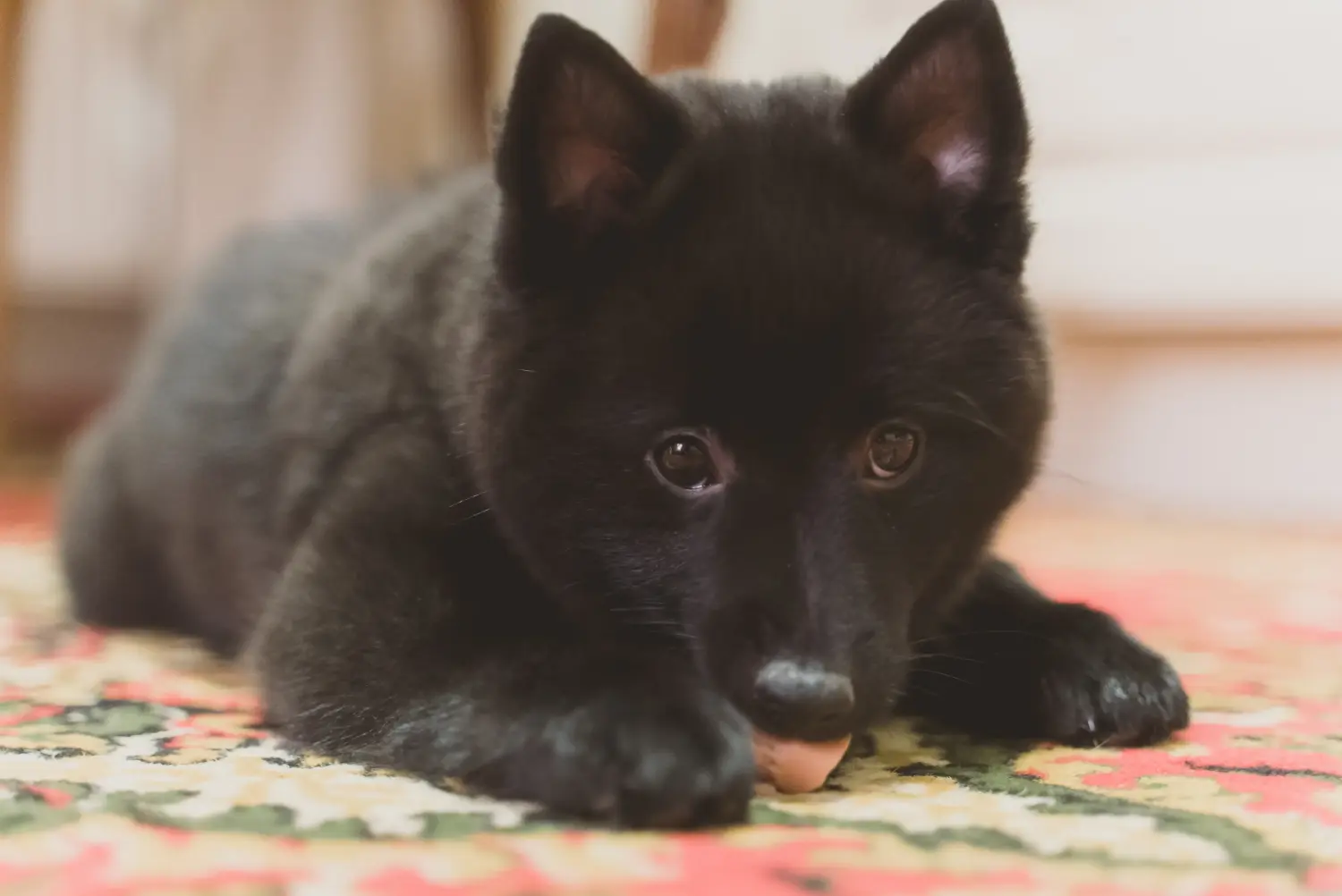 Buying a Schipperke puppy means taking responsibility! Buy Schipperke puppies.