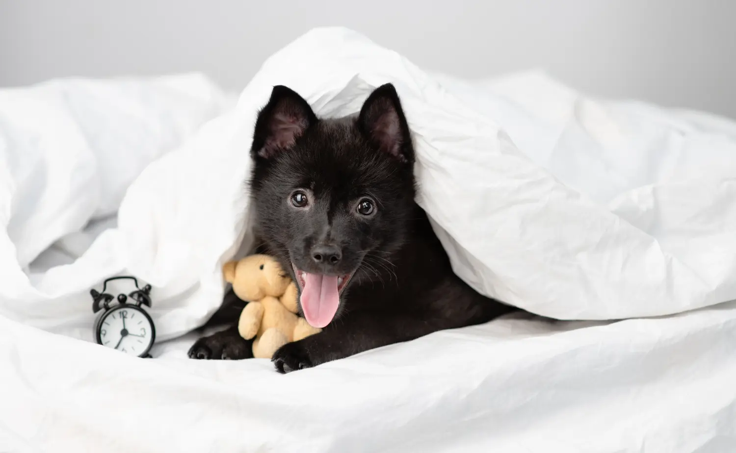 Buying a Schipperke puppy means taking responsibility! Buy Schipperke puppies.