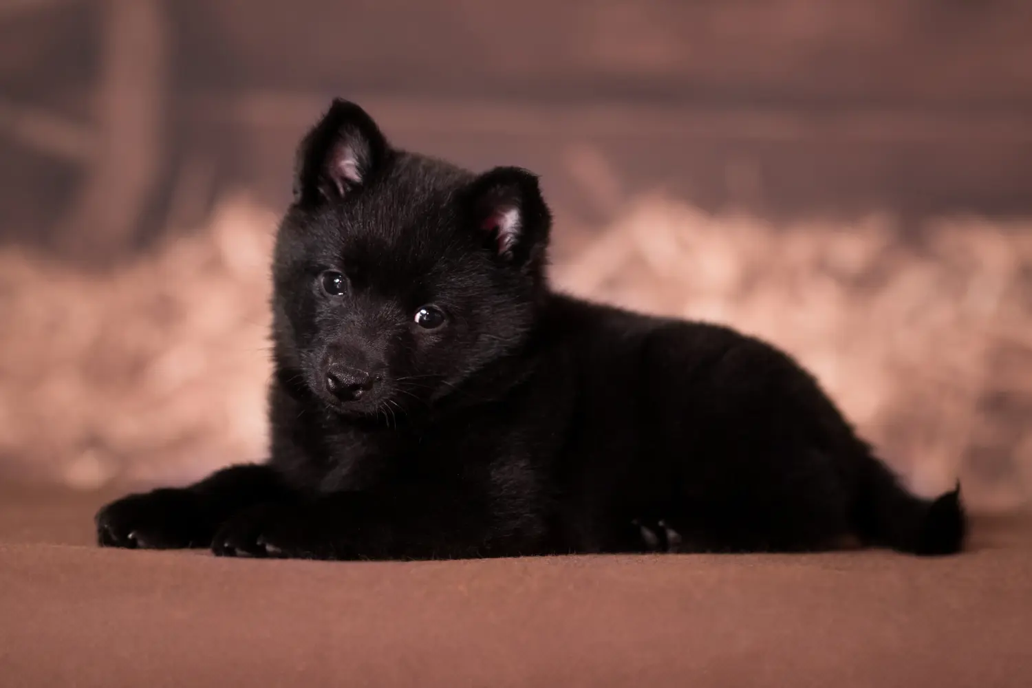 Buying a Schipperke puppy means taking responsibility! Buy Schipperke puppies.