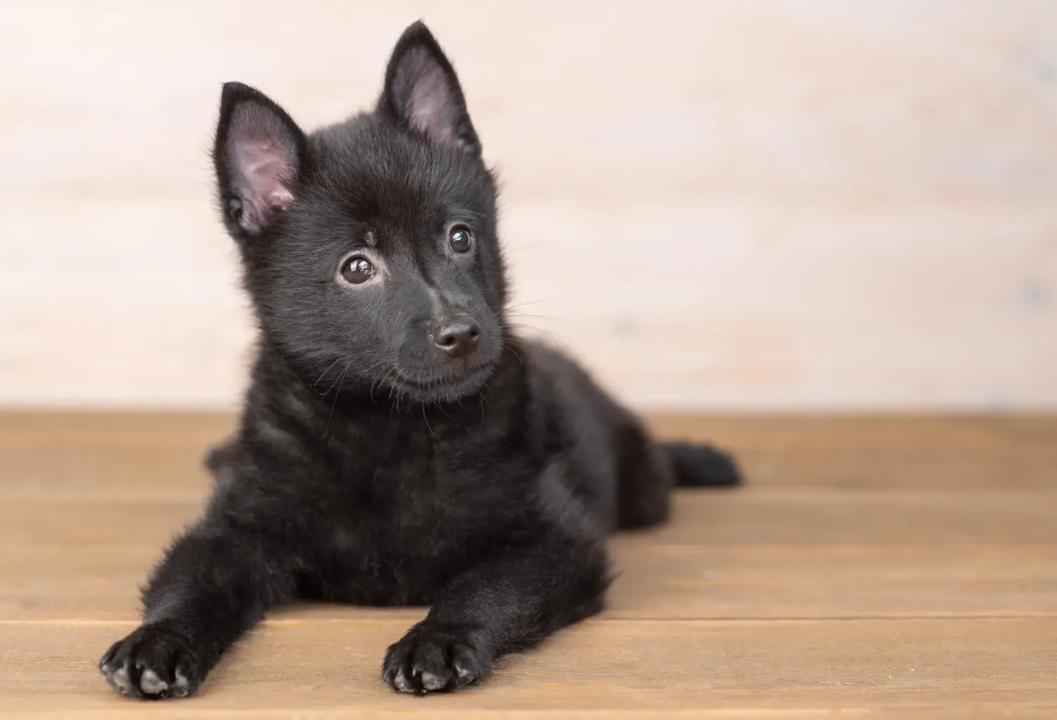 Buying a Schipperke puppy means taking responsibility! Buy Schipperke puppies.