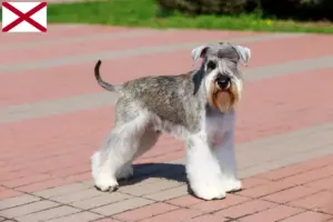 Read more about the article Schnauzer breeders and puppies in Alabama