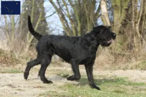 Read more about the article Schnauzer breeders and puppies in Alaska