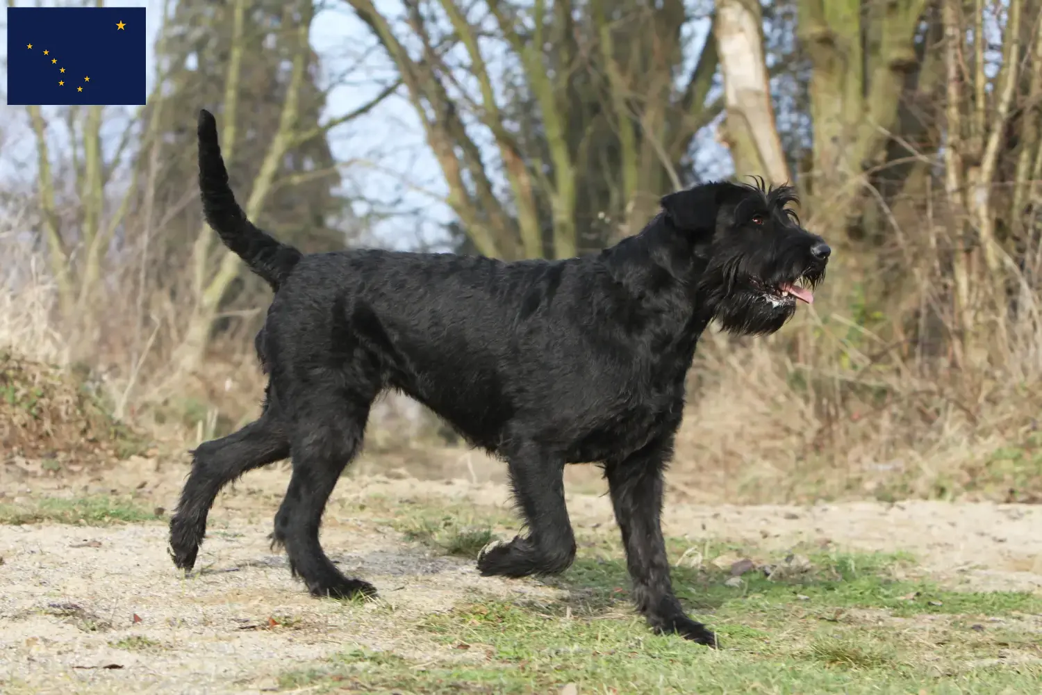 Schnauzer puppies and breeder Alaska Here you can find Schnauzer breeders in Alaska.