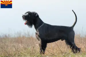 Read more about the article Schnauzer breeders and puppies in Arizona